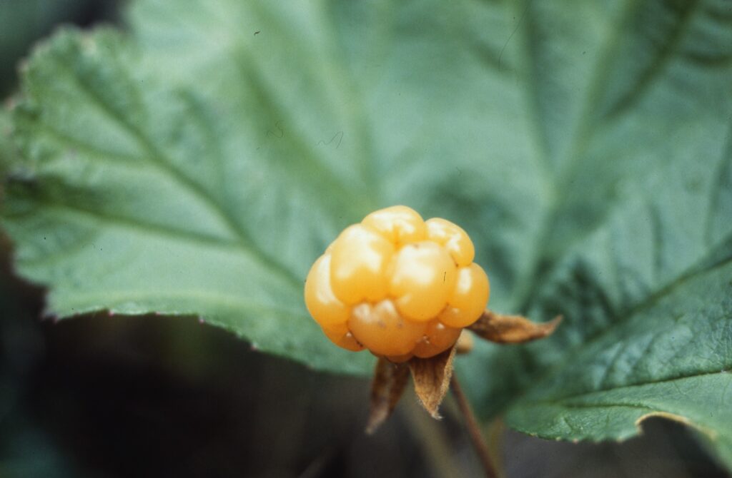 A close-up photo of a bakeapple, a single reddish-orange berry on a stalk.