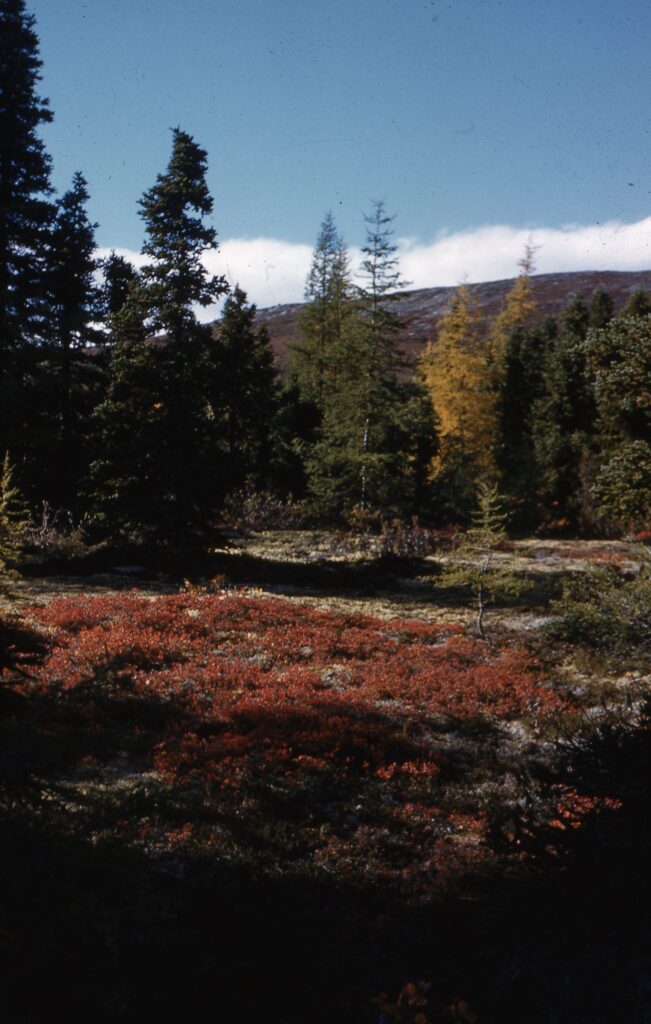 A vertical photo of a landscape. In the foreground, the scrubby ground is covered in bushes of small red berries. Behind the berries tall coniferous trees grow, partially covering a distant mountain. The sky is blue with a few white clouds.